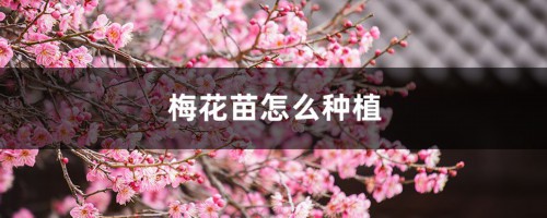 梅花苗怎么种植