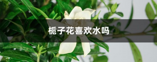 栀子花喜欢水吗