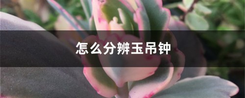 怎么分辨玉吊钟