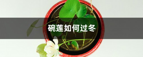 碗莲如何过冬